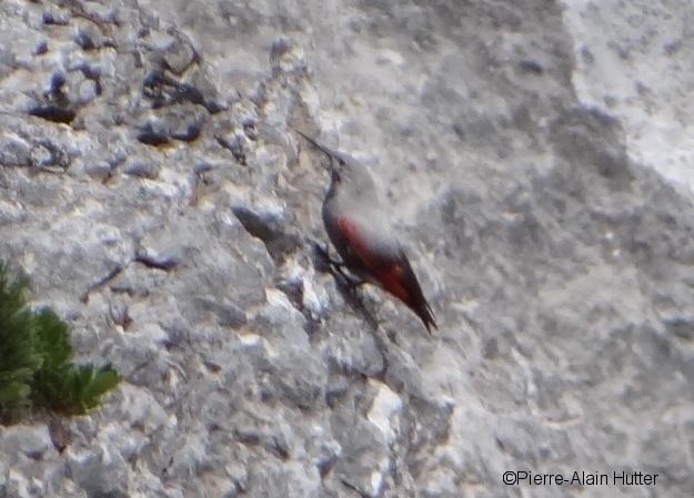 Tichodrome échelette