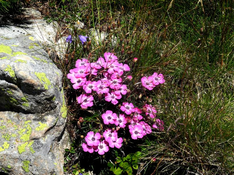 Tir groupé rose