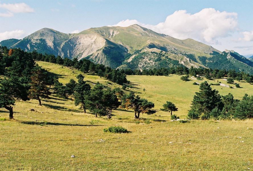 Toussière
