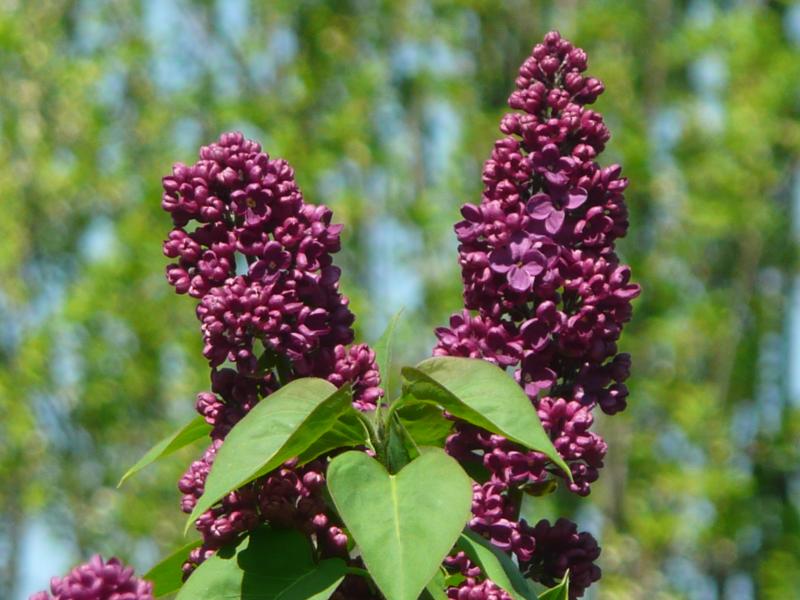 Tout plein de lilas autour de l'attéro