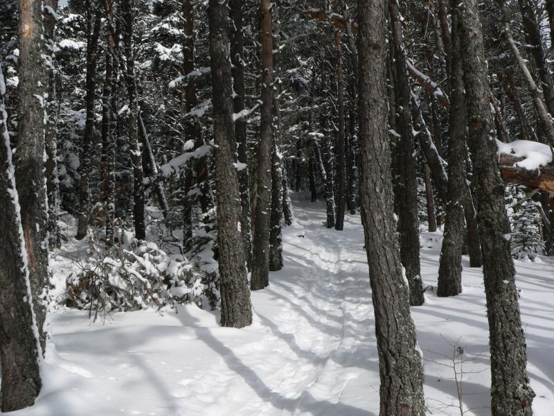 Trace dans la forêt