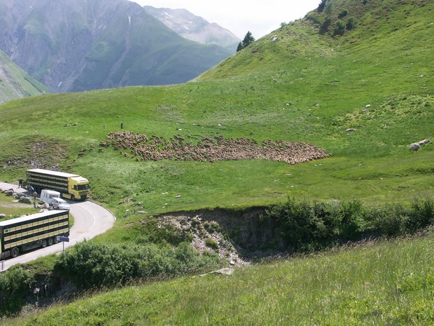 Transhumance