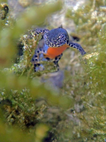 Triton alpestre