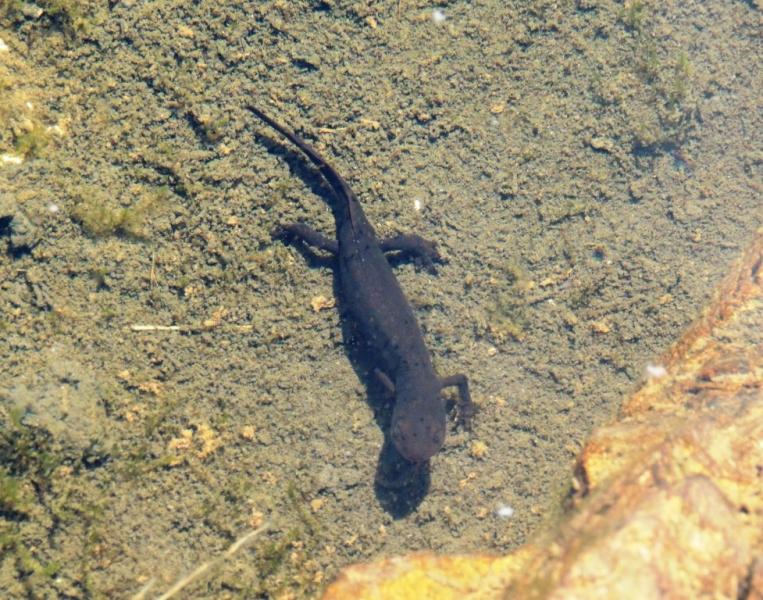 Triton au Lac Lautier