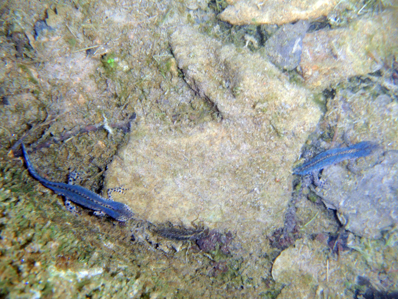 Tritons alpestres.