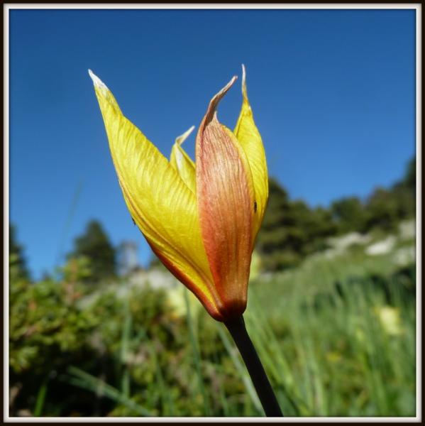 Tulipe Australe