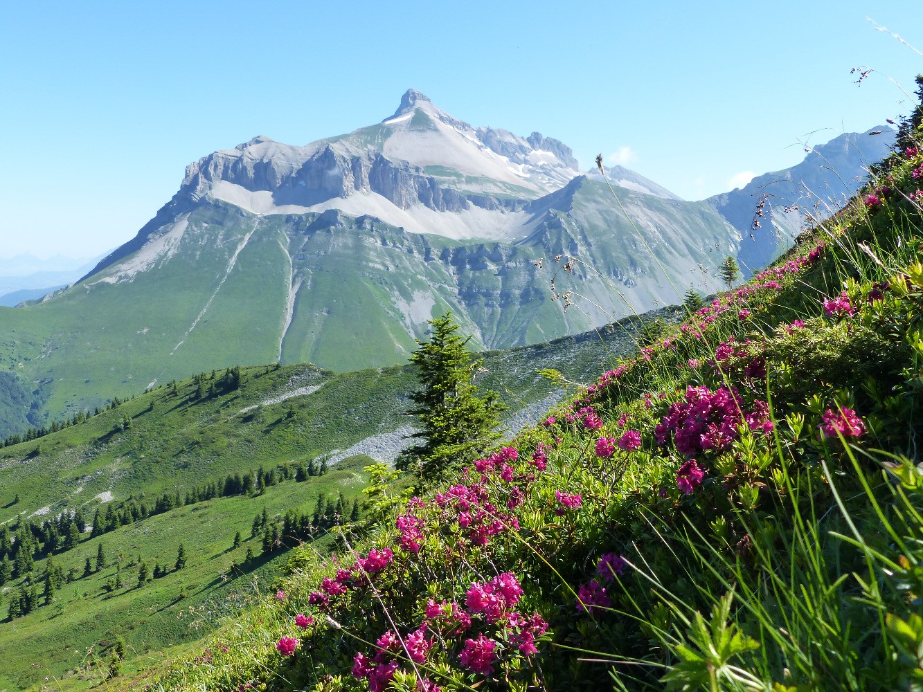 TÃªte de Vallon Pierra qui fait sa timide devant les Ferrands