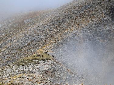 Chamois Ã  la sortie de la Face Nord 