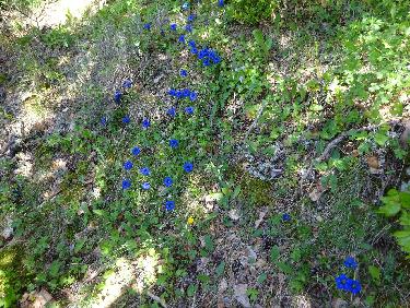 Tapis de gentianes en-dessous du Fourchat