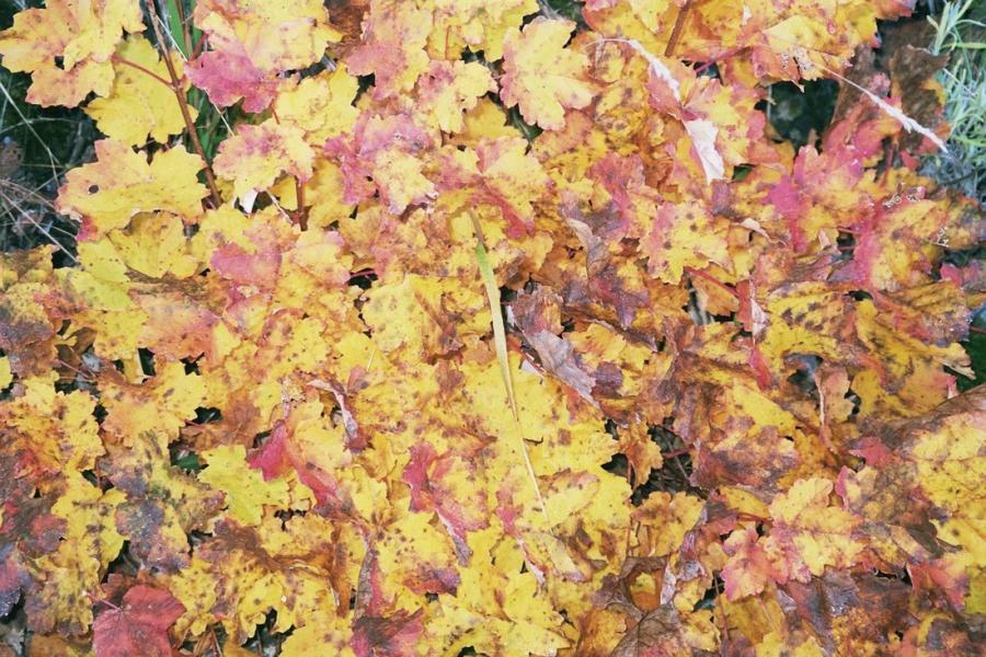 tapis de feuilles 1