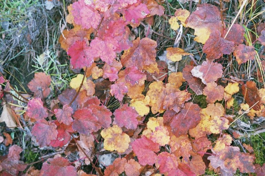 tapis de feuilles 2