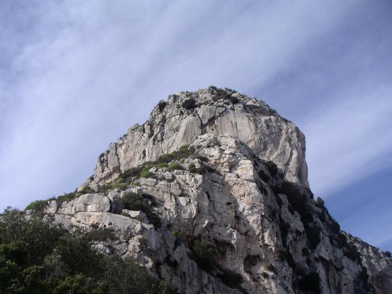 tête de chien