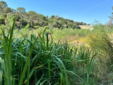 Balade matinale avec Thalie 🐕