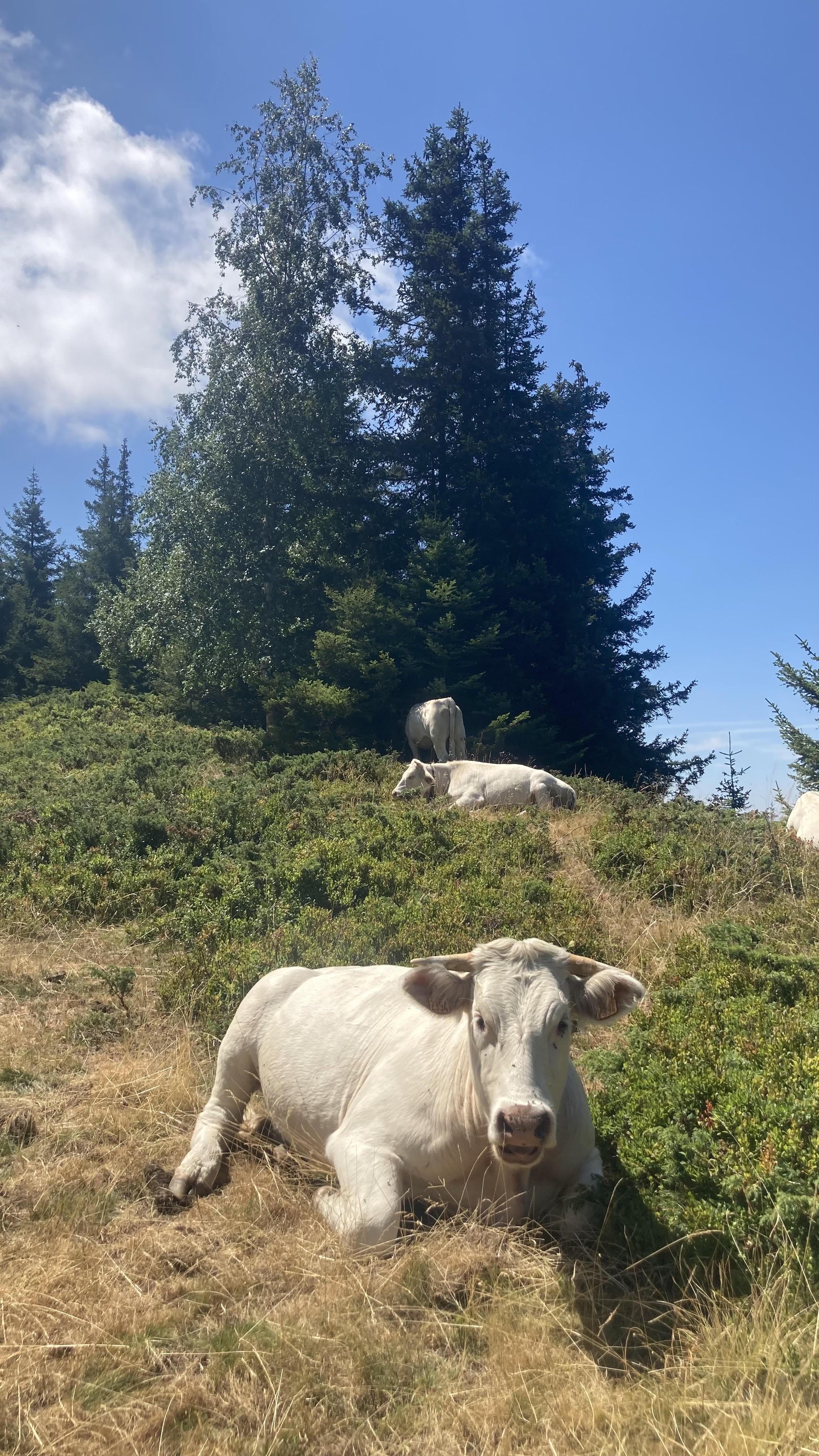 Theys-Grand Rocher-Roche Noire-Theys