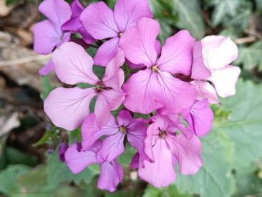 Tour de la Tourbière du Peuil 