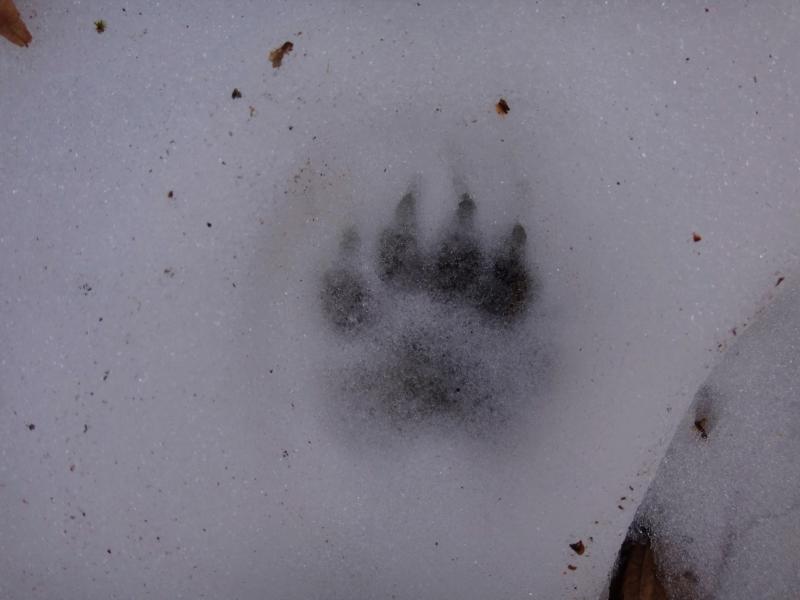 traces de gros félin