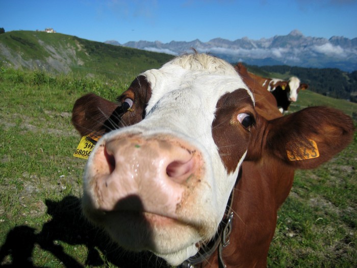 très sympa...trop???