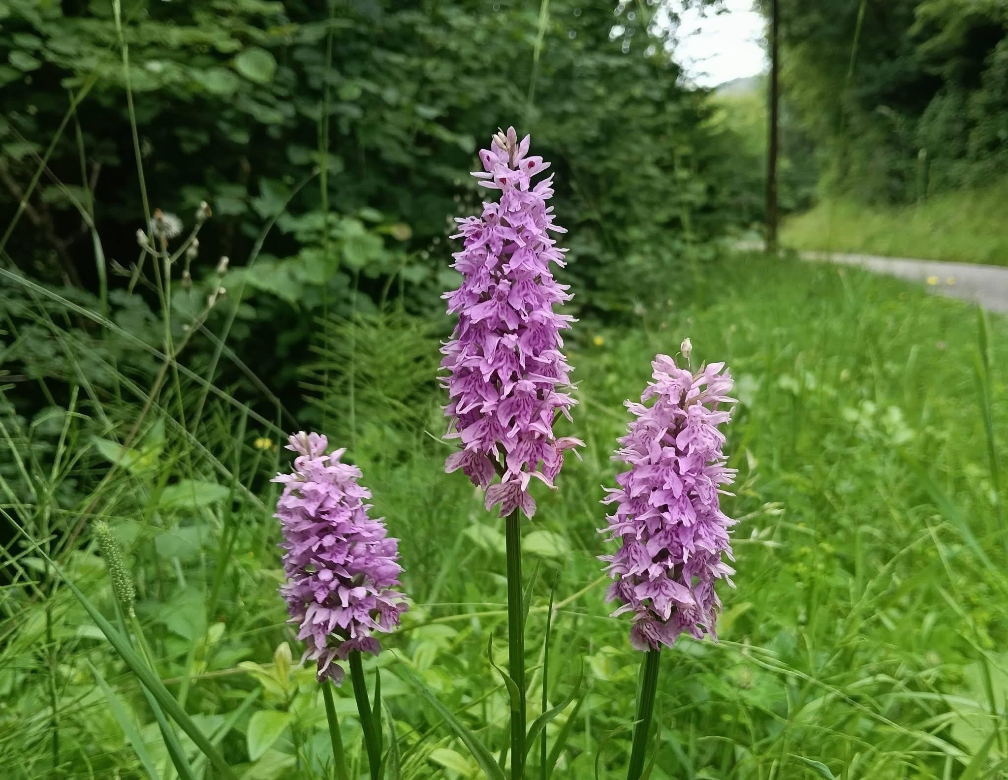 Triple orchidée 