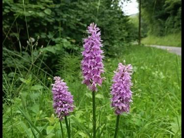 Triple orchidée 