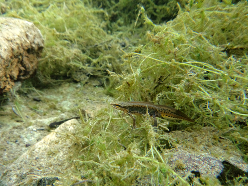triton palmé