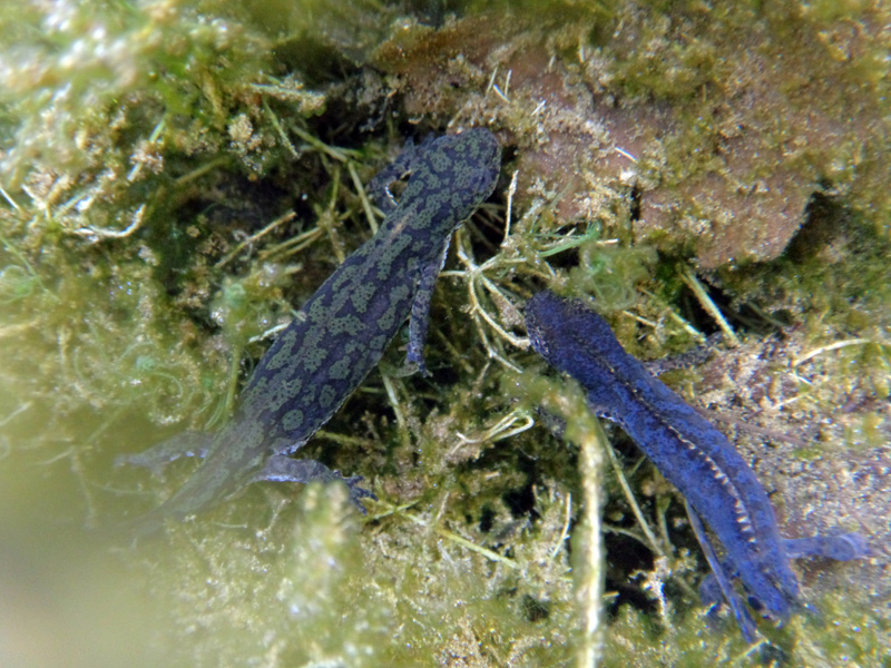 tritons alpestres