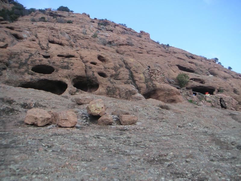 troglodytes