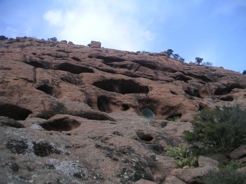 troglodytes