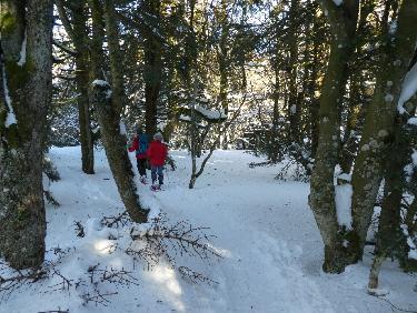 TronÃ§on en sous-bois