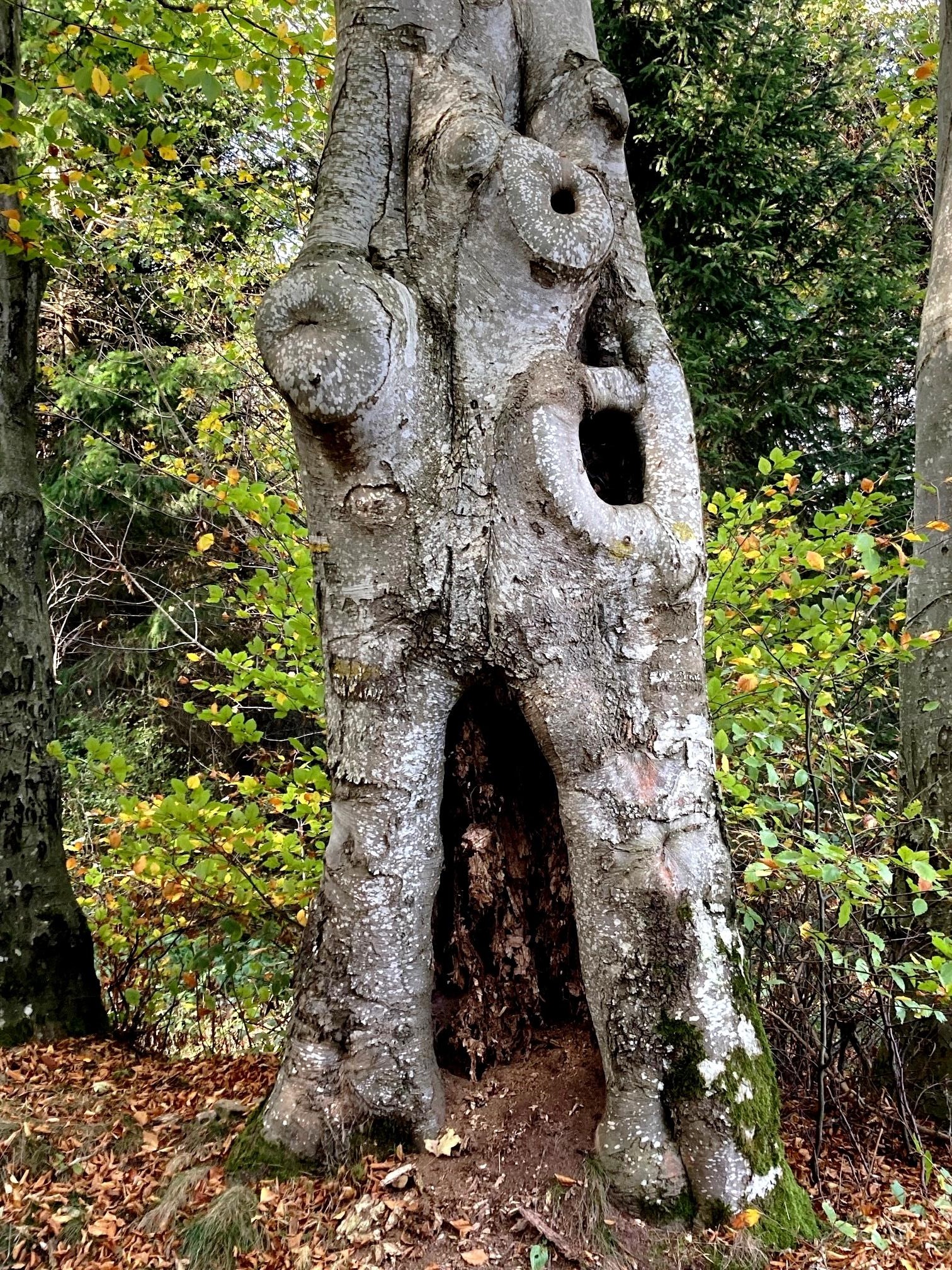 Tronc d'arbre humanoïde...