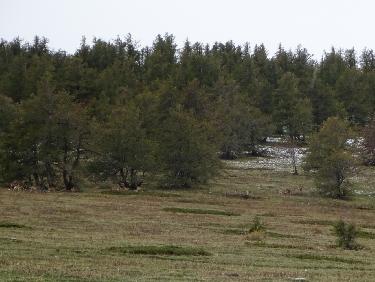 Troupeau de mouflons en versant nord de la Barre