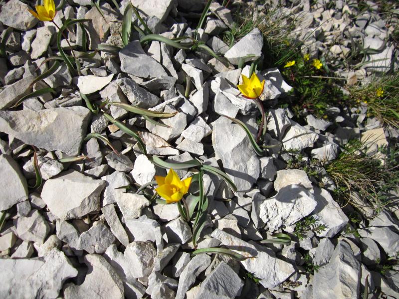 tulipes
