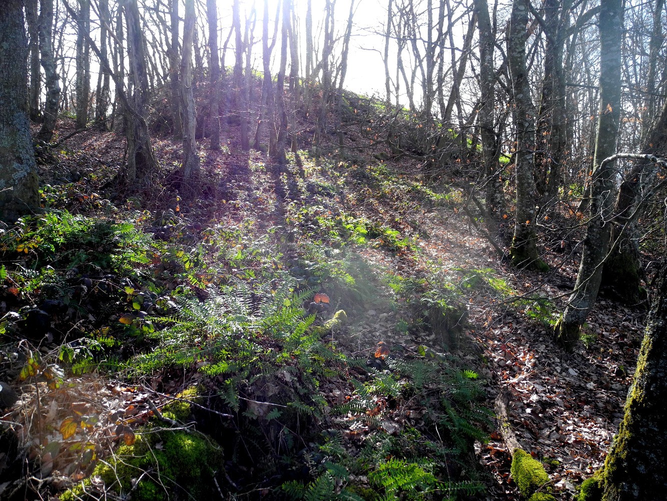 Tumulus des Fayes en vue