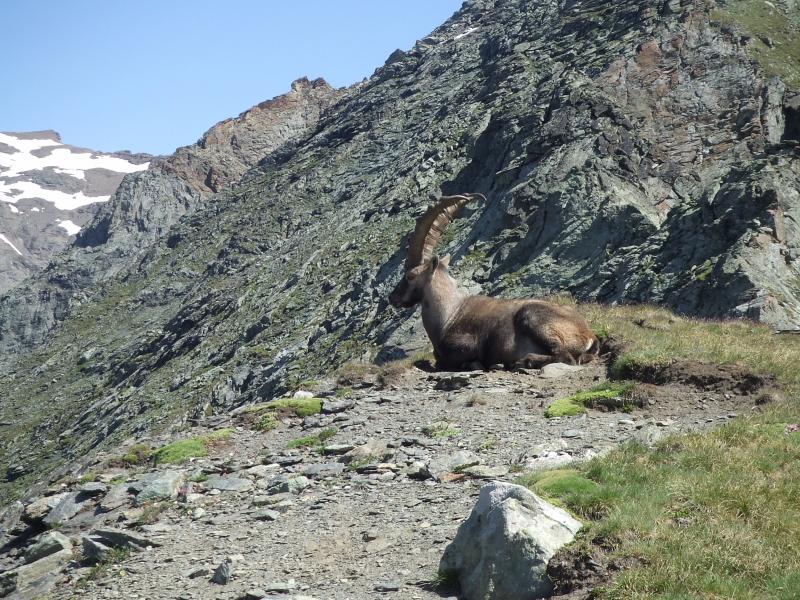 UN BOUQUETIN ITALIEN