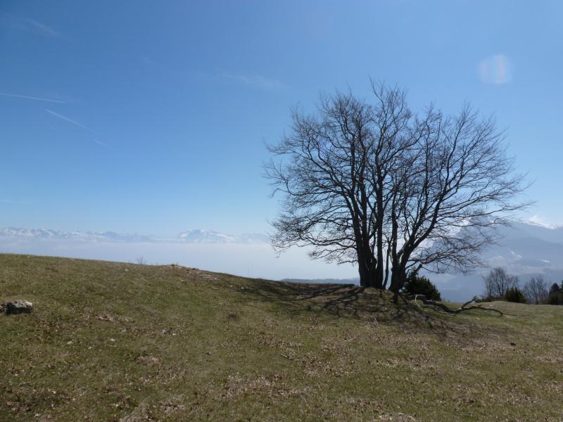 Un arbre Solitaire