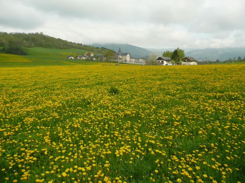 Un beau champ de pissenlits