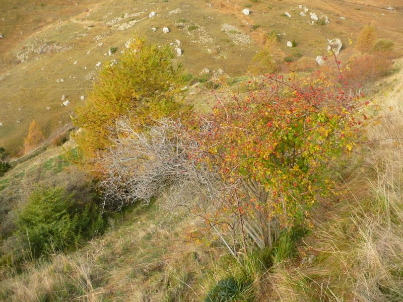 Un buisson de Cynorrhodon