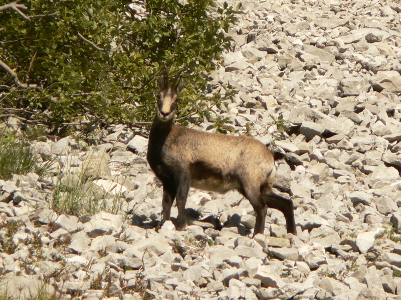 Un chamois solitaire sous les pentes du Pas de Mon