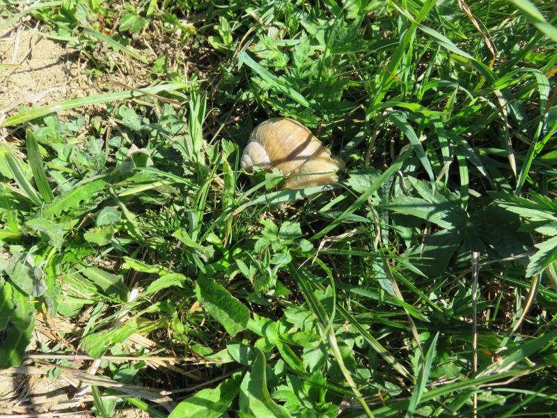 Un escargot 
