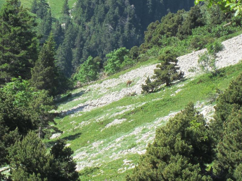 Un petit chamois qui cri