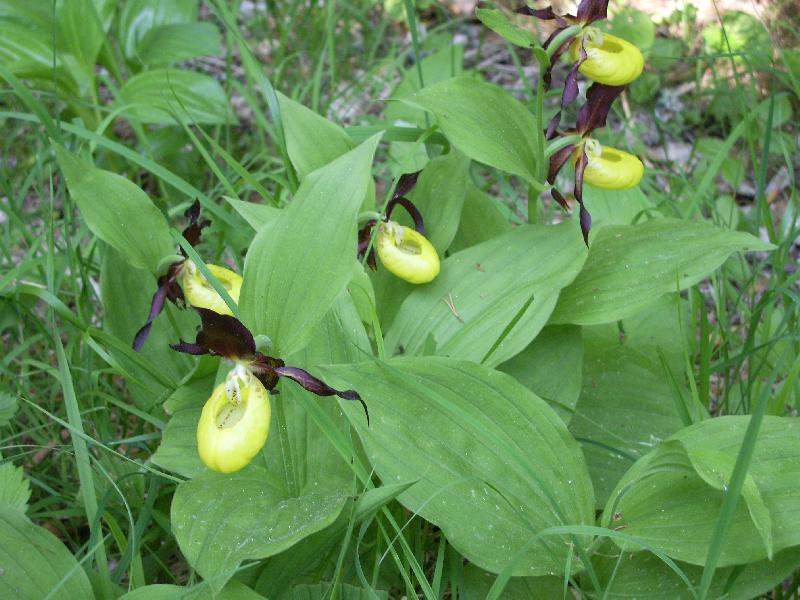 Une bien jolie fleur