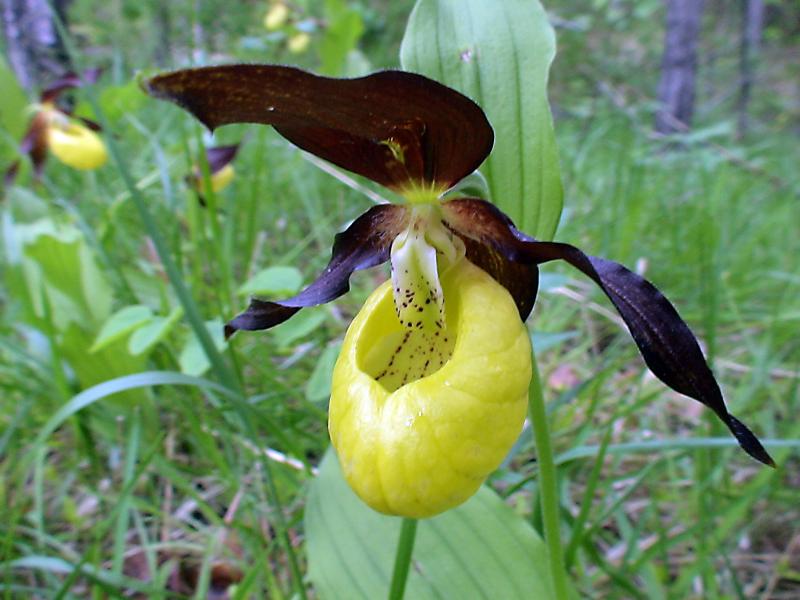 Unique parmi toutes les orchidées