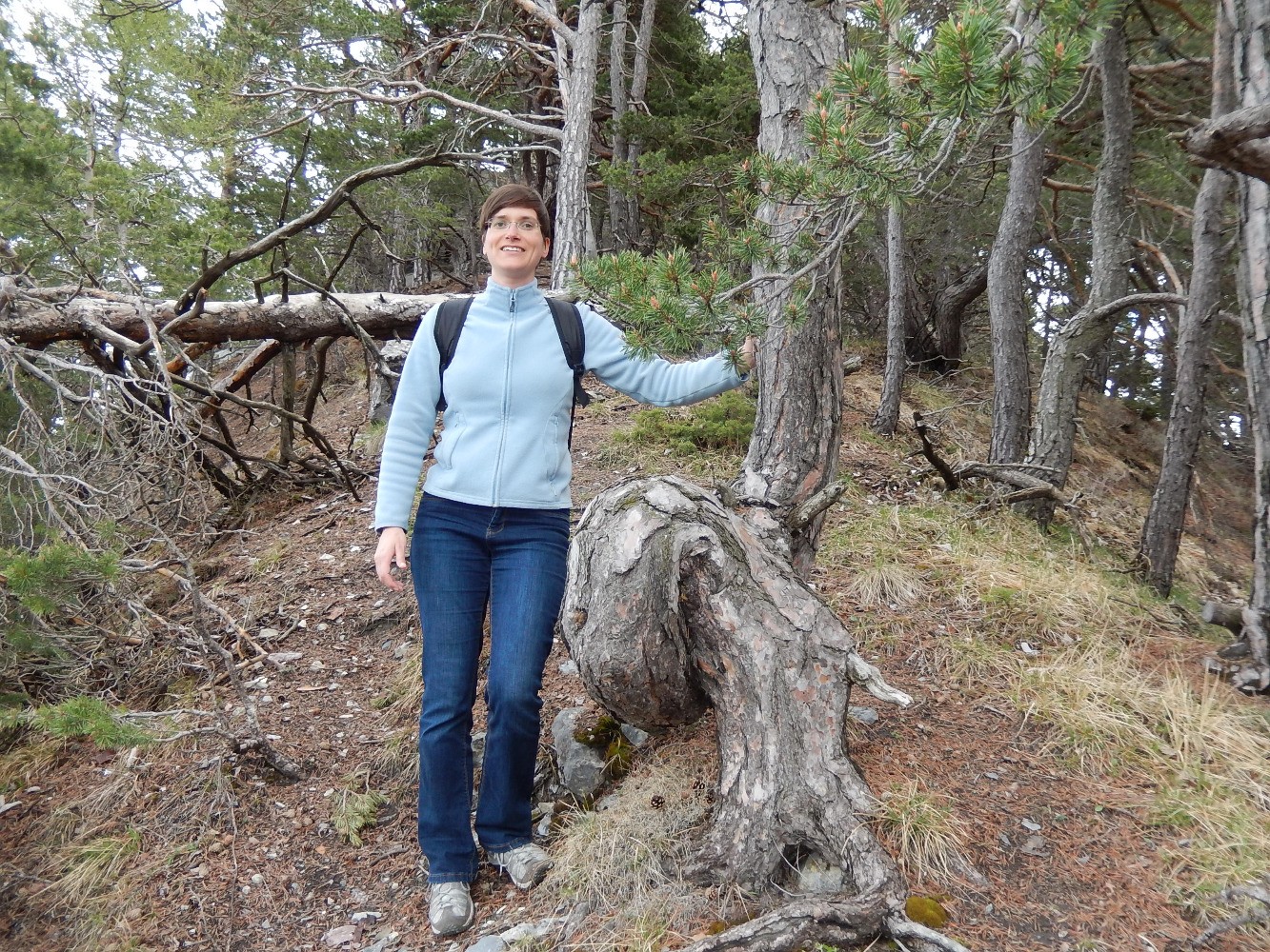 Un arbre Ã©tonnant