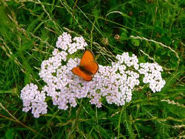 Un autre papillon sur une Ombellifere