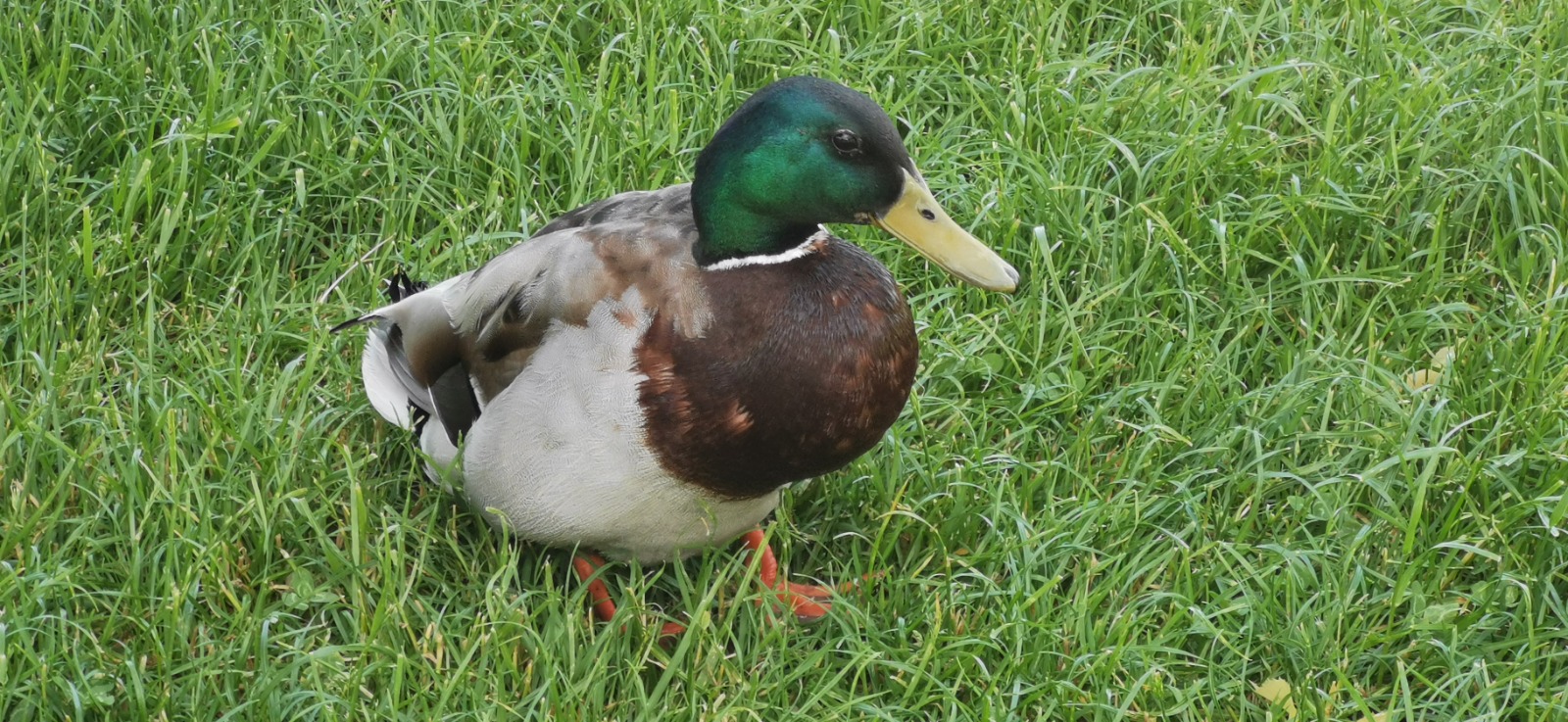 Un colvert mÃ¢le pendant le sandwich au bord du lac