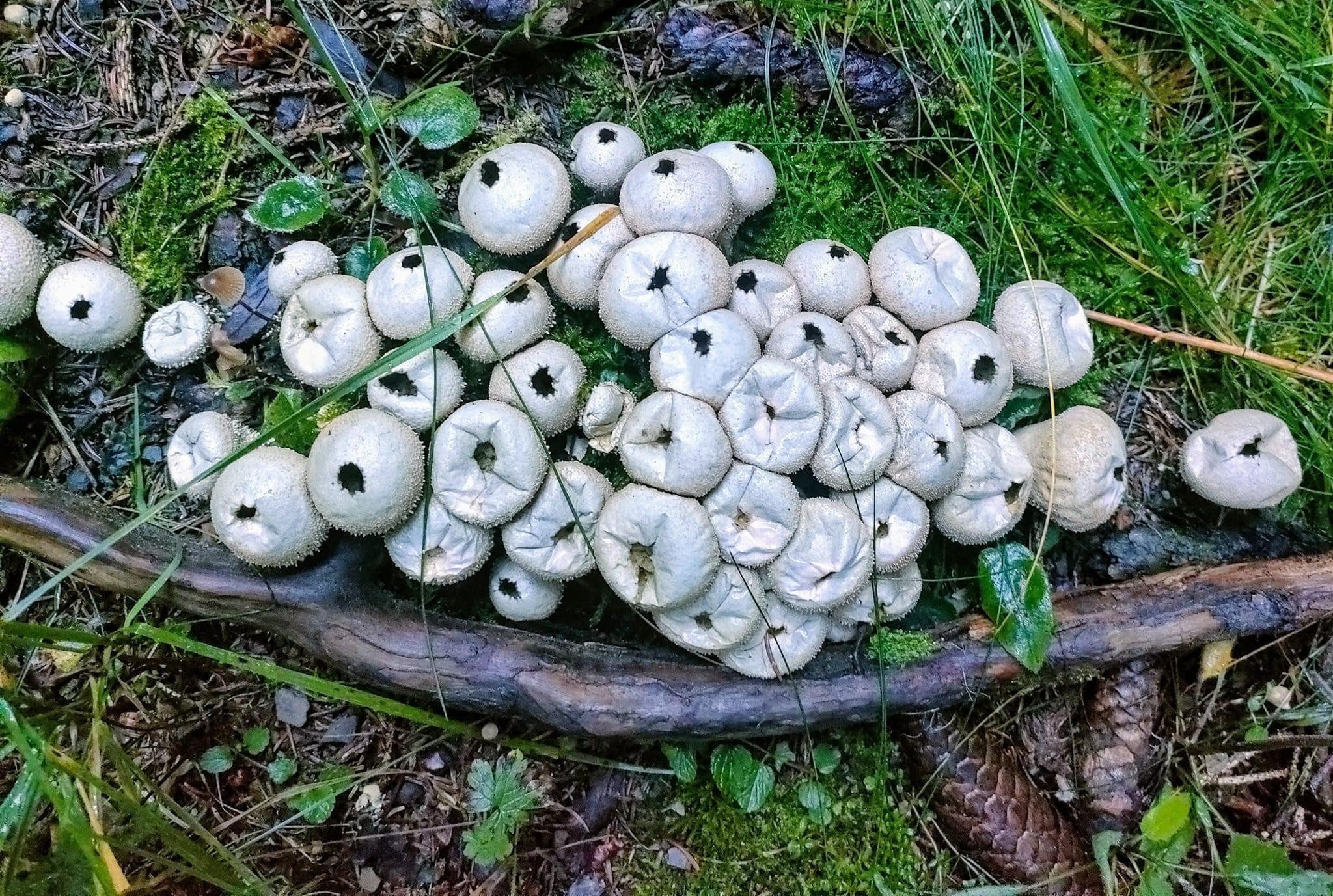 Un glacial vol d'automne 