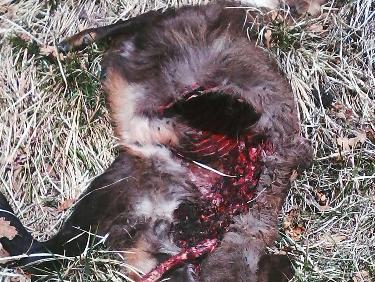 un jeune chamois mort - en dÃ©but de rando au dessus de RÃ©allon