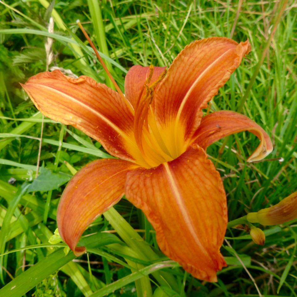 Un Lys OrangÃ©, sauvage 