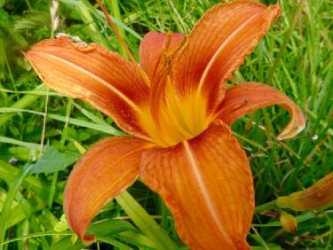 Un Lys OrangÃ©, sauvage 