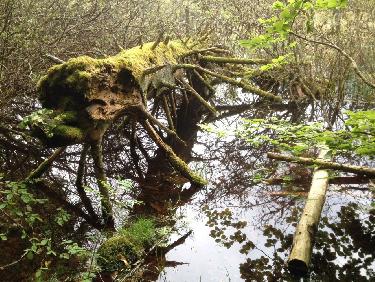 Un mort dans la tourbiÃ¨re