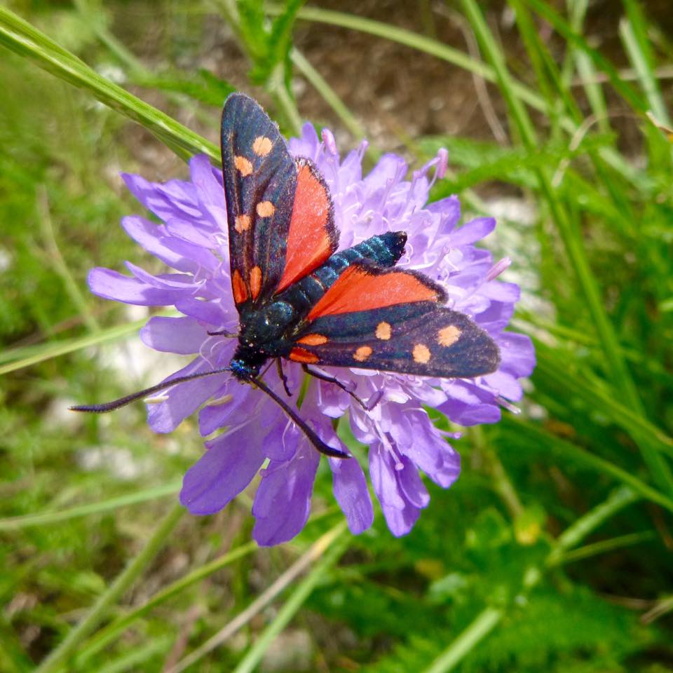 Un papillon sur une scabieuse